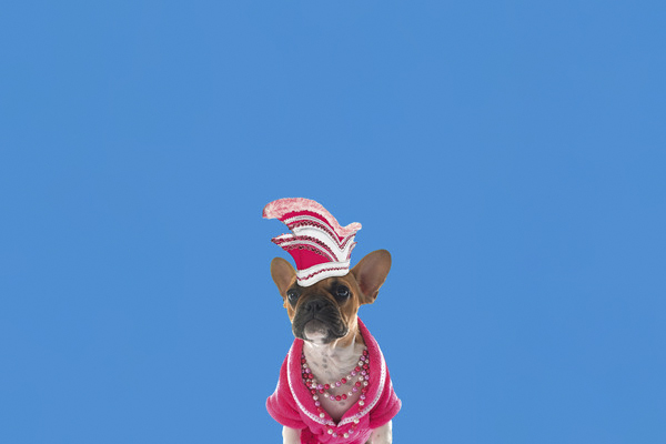 Die Kln Show | © Senftpfchen 