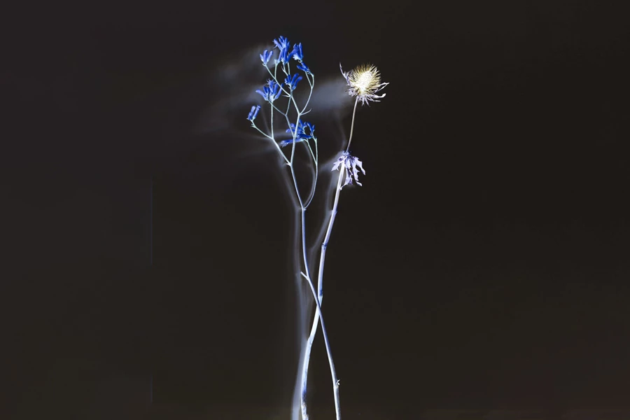 Axel Hütte - Flower | © Arp Museum Rolandseck