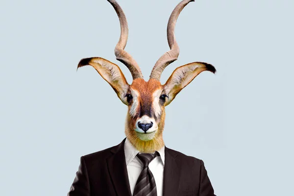 Die Antilope | Oper Köln | © Nicolai Priller