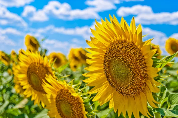 Sonnenblume | © Unsplash